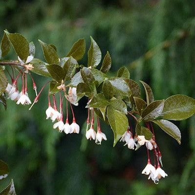 Styrax japonicus 'Evening Light' PP24168 ~ Campana de nieve japonesa con luz vespertina