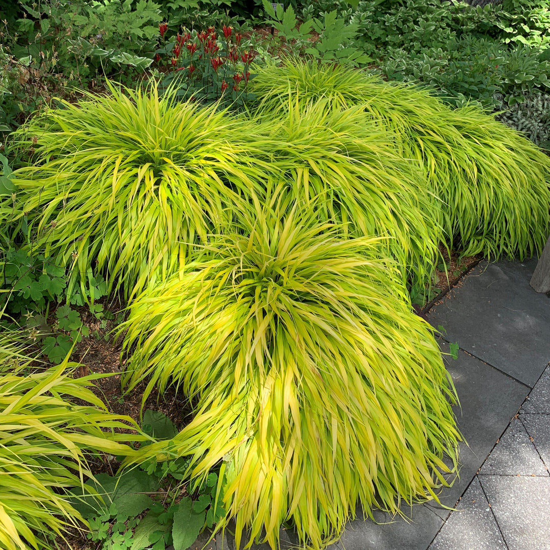 Hakonechloa macra 'All Gold' ~ All Gold Japanese Forest Grass, Hakone Grass