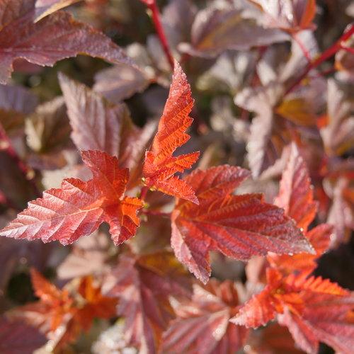 Physocarpus opulifolius 'SMNPOBLR' USPP 28,695 ~ Ginger Wine™ Ninebark