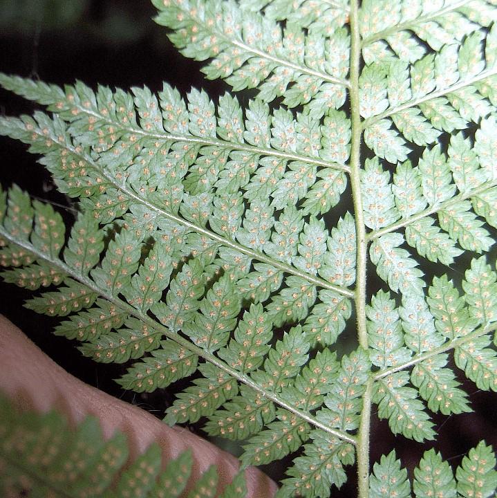 Dryopteris intermedia  ~ Intermediate Wood Fern, Evergreen Wood Fern