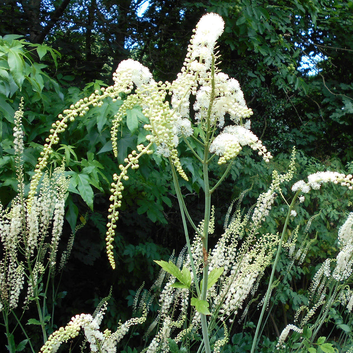 Actaea racemosa ~ Black Cohosh