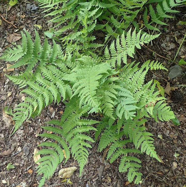 Dryopteris marginalis ~ Eastern Wood Fern, Leatherwood Fern