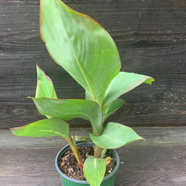 Canna x generalis 'Bengal Tiger' ~ Variegated Tiger Canna Lily