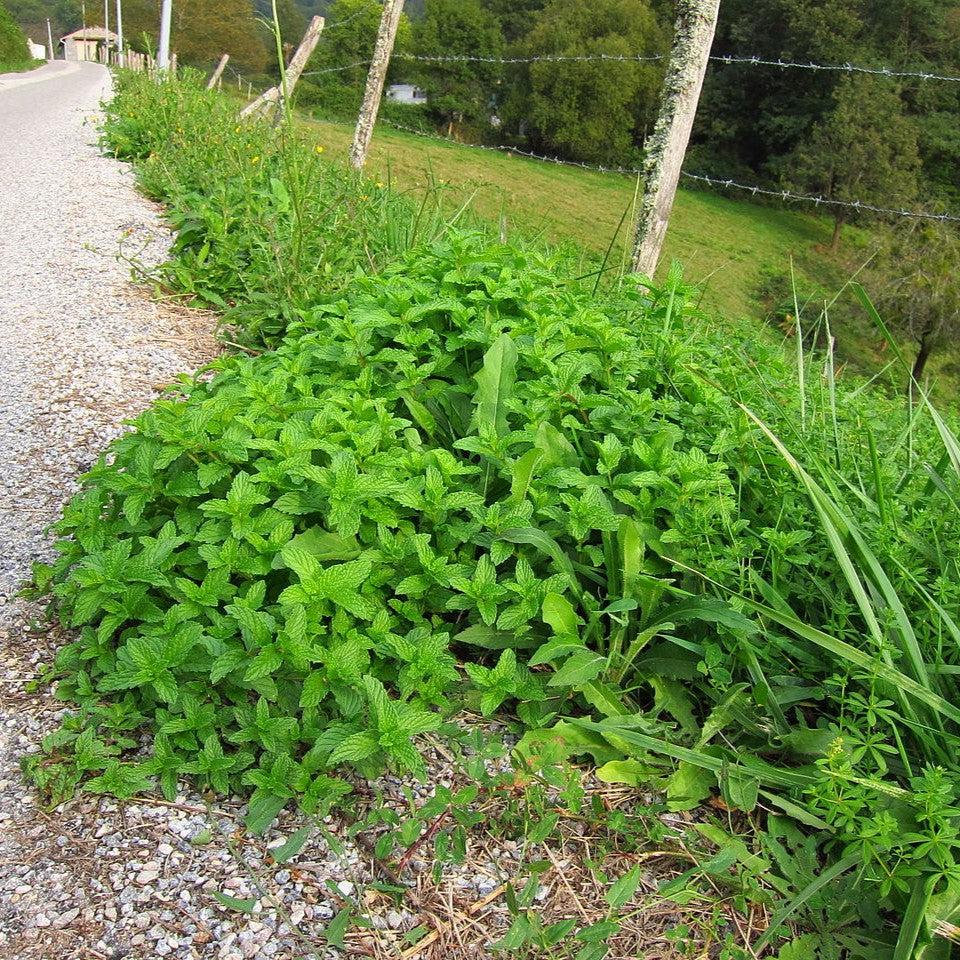 Mentha spicata ~ Spearmint