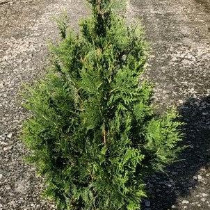 Thuja standishii x plicata 'Gigante Verde' ~ Arborvitae Gigante Verde