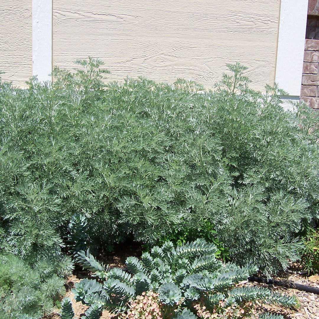 Artemisia x 'Powis Castle' ~ Powis Castle Artemisia