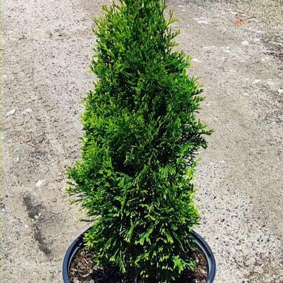 Thuja occidentalis 'Art Boe' PP22,174 ~ North Pole® Arborvitae