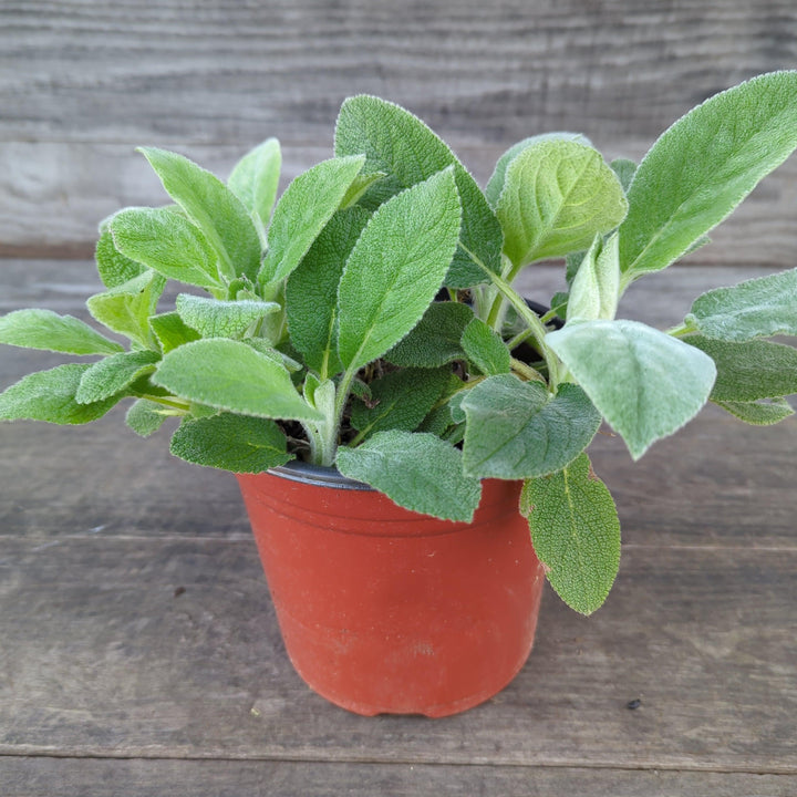 Stachys byzantina 'Helene von Stein' ~ Giant Lamb's Ear