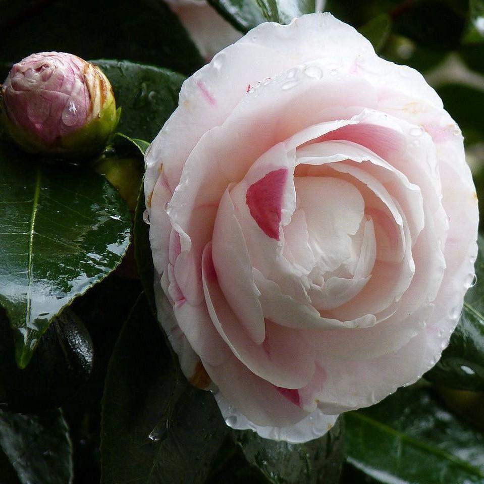 Camellia japonica 'April Dawn' ~ April Dawn Camellia