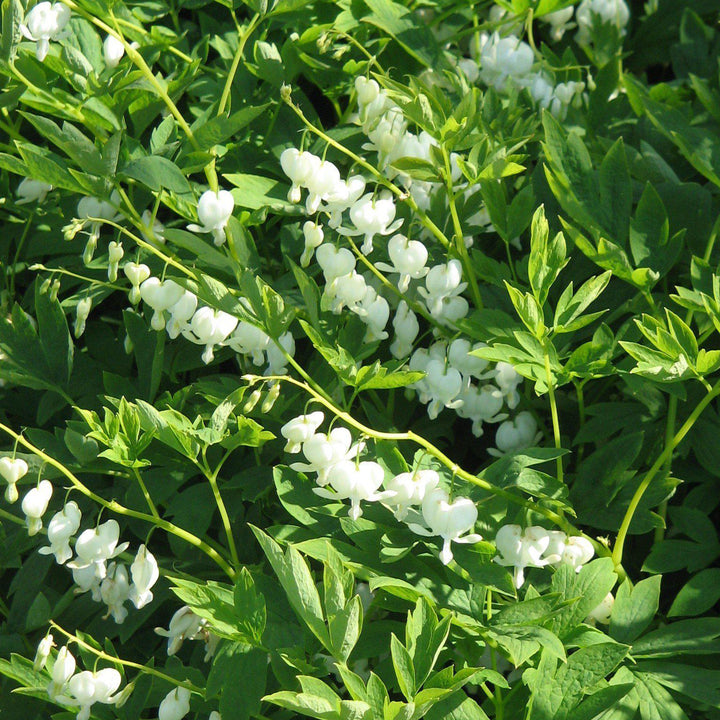 Dicentra spectablis 'Alba' ~ White Bleeding Heart