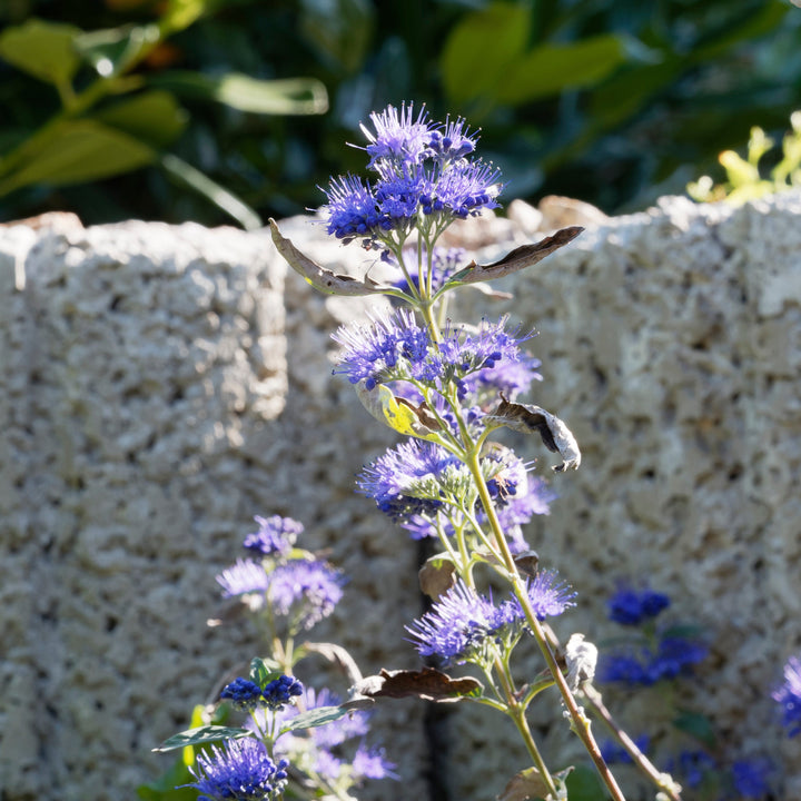 Caryopteris x clandonensis 'Longwood Blue' ~ ​​Longwood Blue Barba Azul