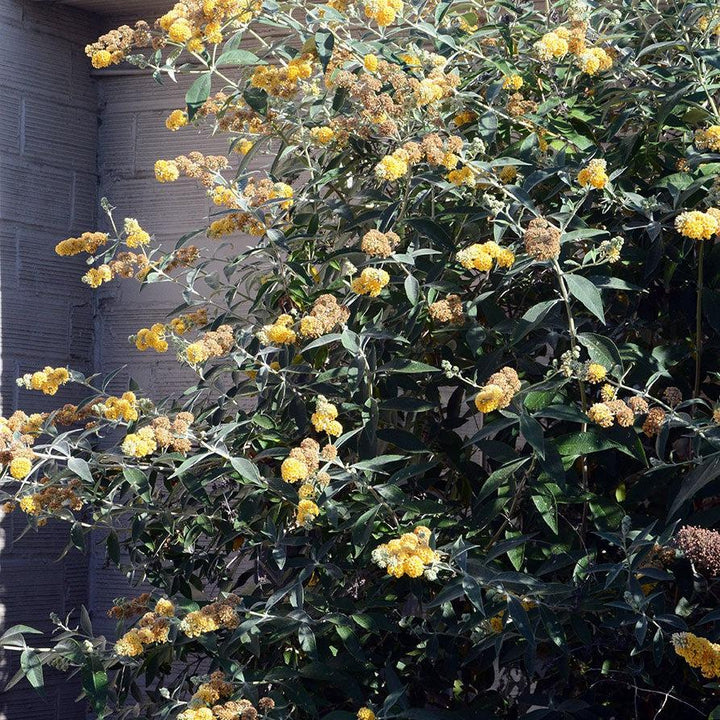 Buddleia x weyeriana 'Honeycomb' ~ Honeycomb Butterfly Bush