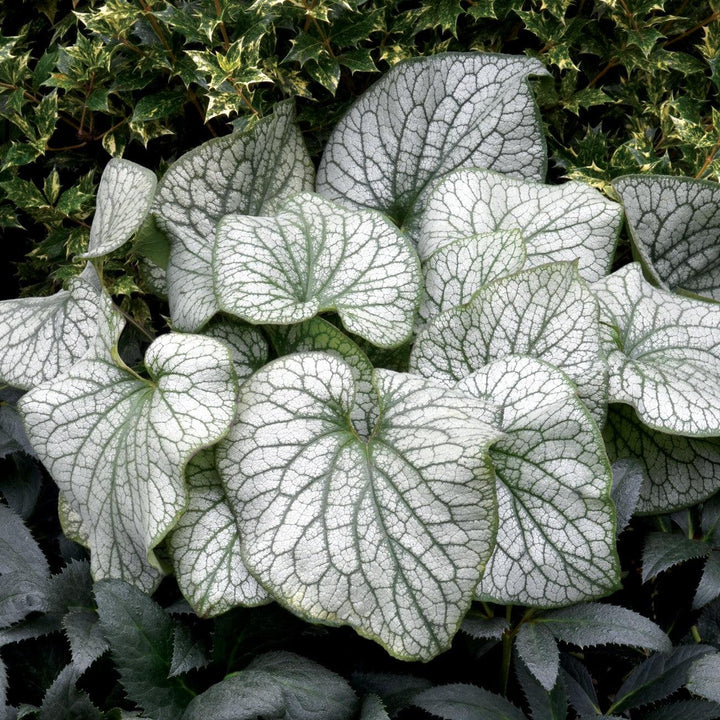 Brunnera macrophylla 'Alexander's Great' ~ Alexander's Great Siberian Bugloss