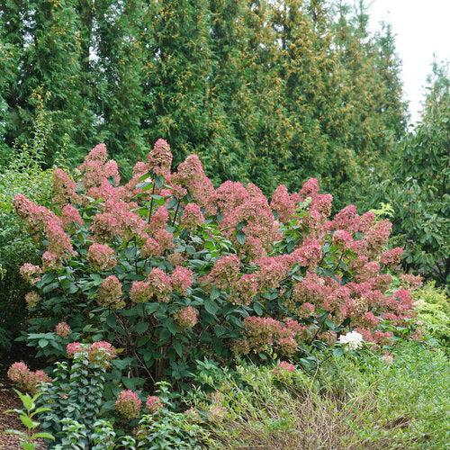 Hortensia paniculata 'SMHPFL' PP25,135 ~ Hortensia resistente Fire Light®