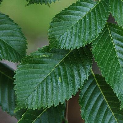 Ulmus davidiana var. japonica 'Morton' ~ Accolade® Elm