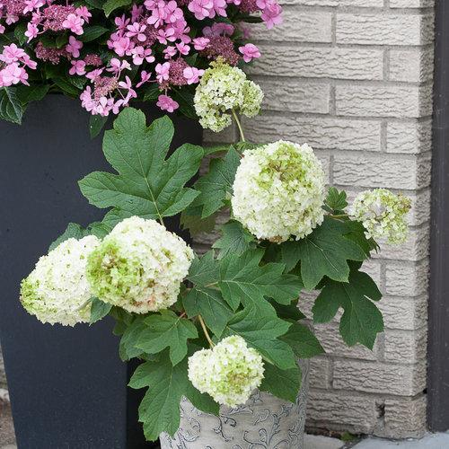 Hydrangea quercifolia 'Brother Edward' ~ Hortensia Gatsby Moon®