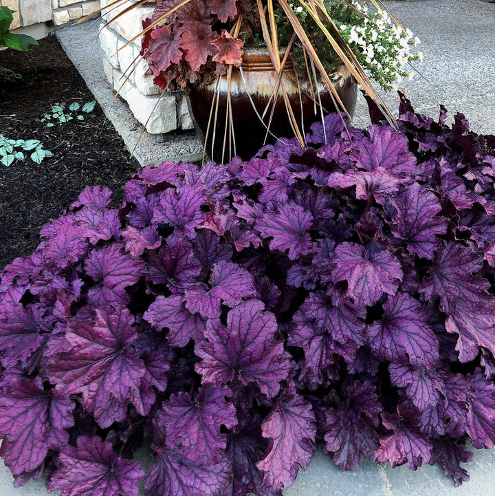 Heuchera x 'TNHEUFP' ~ Forever® Purple Coral Bells