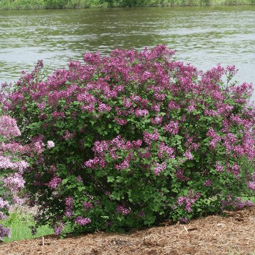 Syringa x 'SMSJBP7' ~ Bloomerang® Lila Púrpura Oscuro