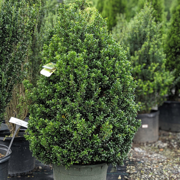 Ilex crenata 'Steeds' ~ Corceles verticales de acebo japonés