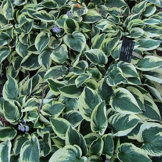 Hosta x 'Wide Brim' ~ Wide Brim Hosta