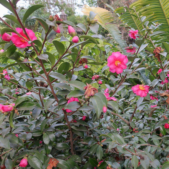 Camelia sasanqua 'Kanjiro' ~ Kanjiro Camelia