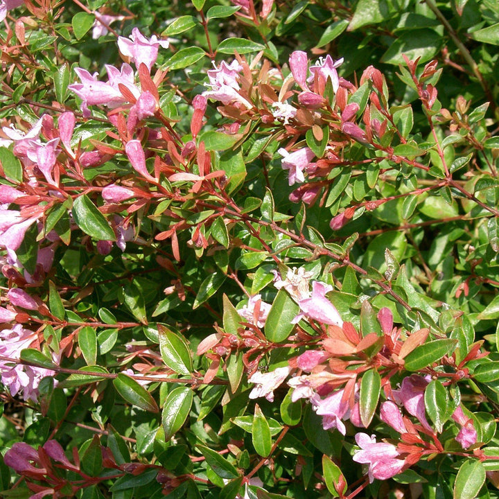 Abelia 'Edward Goucher' ~ Edward Goucher Abelia