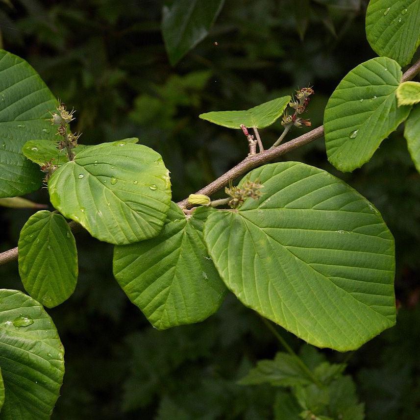 Corylopsis pauciflora ~ Winter Hazel