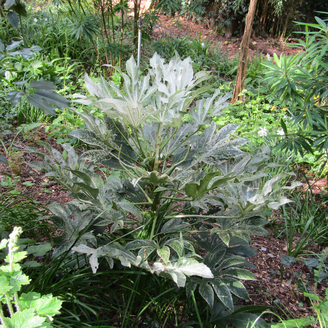 Fatsia japonica 'Spider's Web' ~ Spider's Web Fatsia