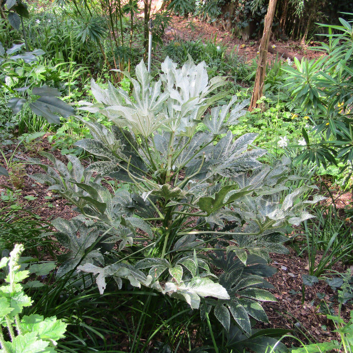 Fatsia japonica 'Spider's Web' ~ Spider's Web Fatsia