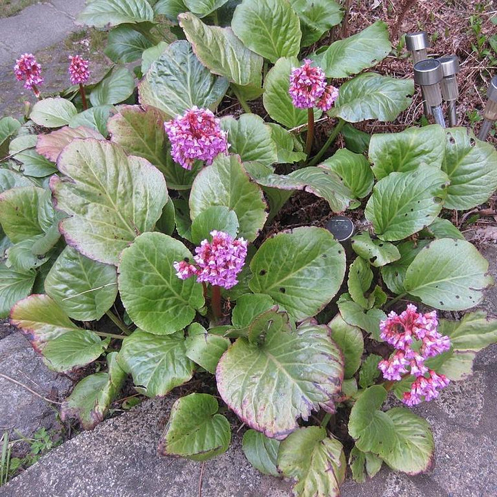 Bergenia cordifolia ~ Heartleaf Bergenia, Pigsqueak