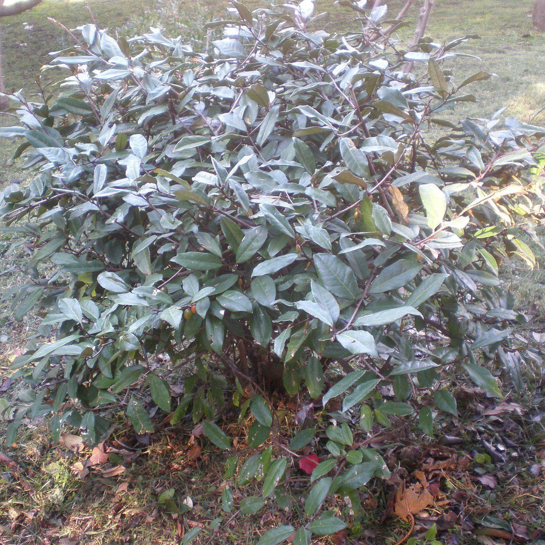 Elaeagnus x ebbingei ~ Silverberry de Ebbinge, Oleaster