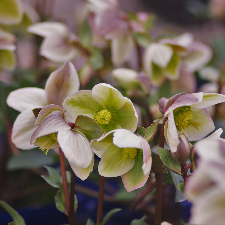 Helleborus 'Walhelivor' ~ Ivory Prince Lenten Rose