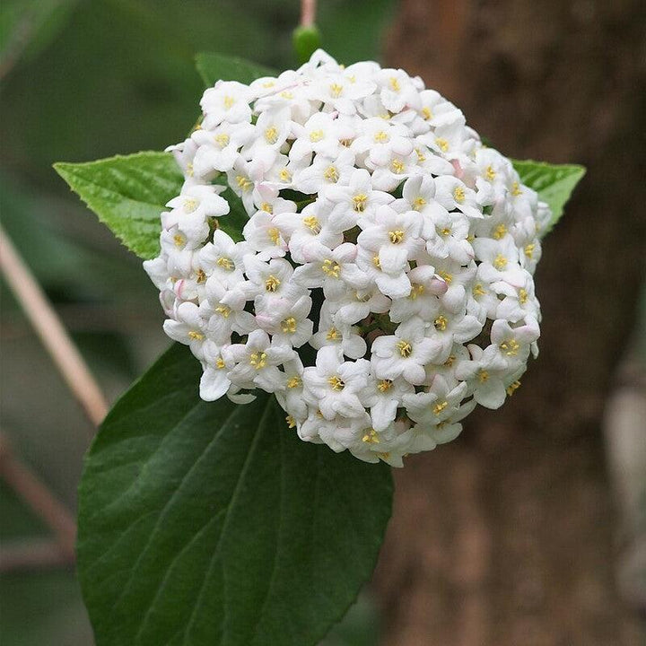 Viburnum x burkwoodii ~ Burkwood Viburnum