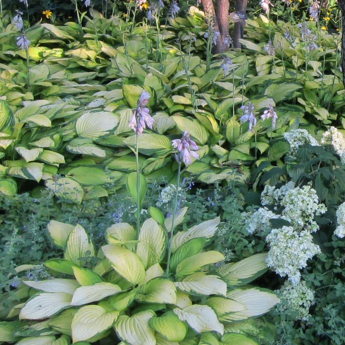 Hosta x 'Gold Standard' ~ Gold Standard Hosta