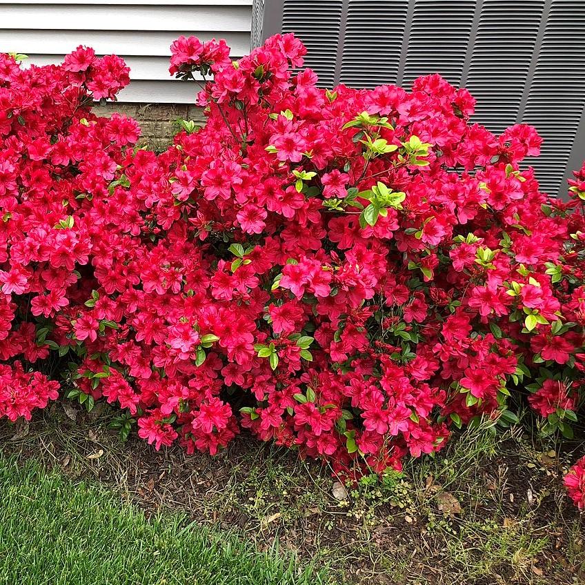 Rhododendron 'Flame Creeper' ~ 'Flame Creeper' Azalea