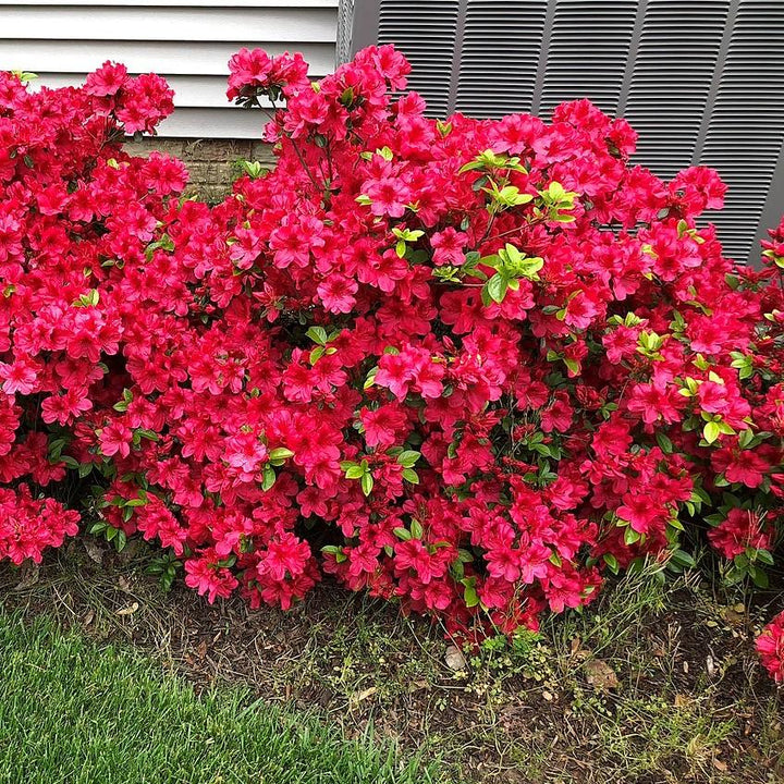 Rododendro 'Flame Creeper' ~ 'Flame Creeper' Azalea