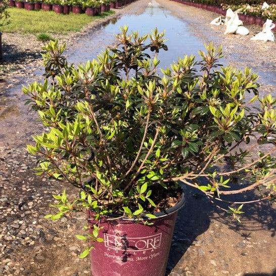 Rhododendron ‘Roblea’ ~ Encore® Autumn Princess™ Azalea