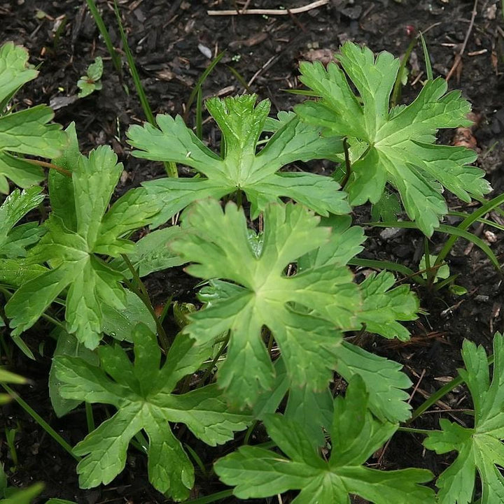 Geranium maculatum ~ Wild Cranesbill