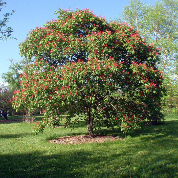 Aesculus pavia ~ Red Buckeye