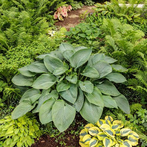 Hosta 'Empress Wu' PP20774 ~ PW® Shadowland® Empress Wu Hosta