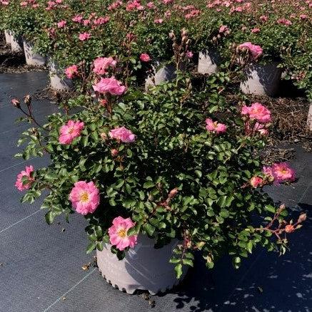 Rosa 'Meifranjin' PP 33,507 ~ Blushing Drift® Rose