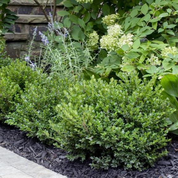 Buxus microphylla 'Little Missy' PP 24,703' ~ Little Missy Boxwood