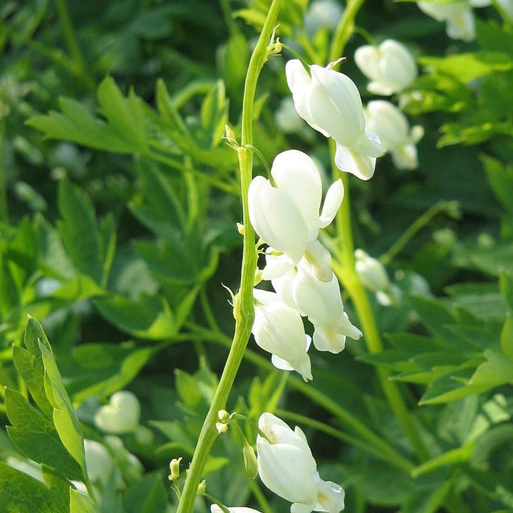 Dicentra spectablis 'Alba' ~ White Bleeding Heart