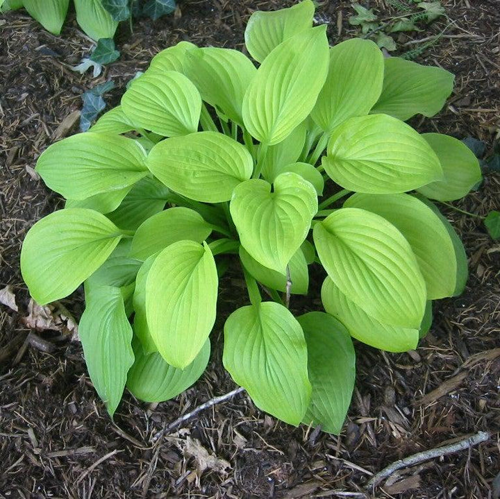 Hosta 'August Moon' ~ August Moon Hosta