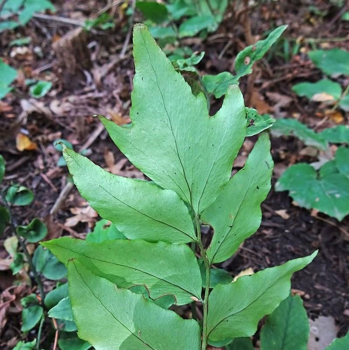 Cyrtomium fortunei ~ Fortune's Hardy Holly Fern