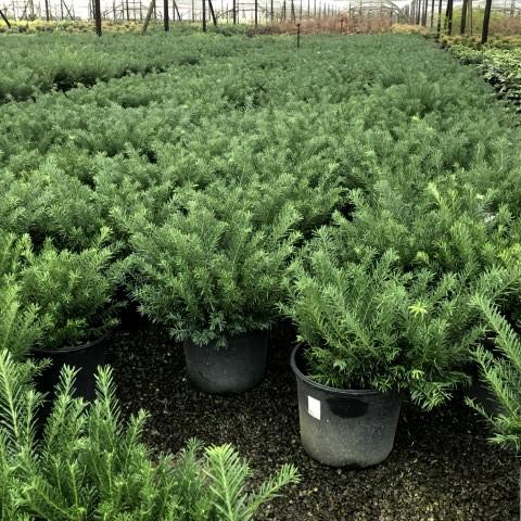 Cephalotaxus harringtonia 'Duke Gardens' ~ Tejo ciruelo japonés de Duke Gardens