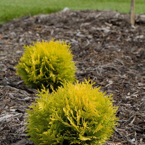 Thuja occidentalis 'Anna van Vloten' USPP 25,868 ~ Anna's Magic Ball® Arborvitae