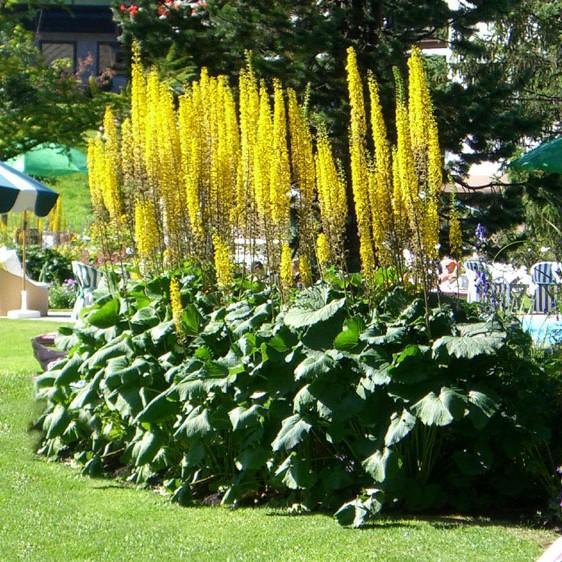 Ligularia stenocephala 'The Rocket' ~ The Rocket Leopard Plant