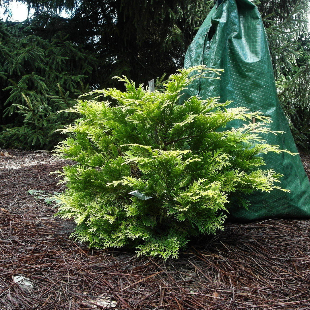 Chamaecyparis obtusa 'Crippsii' ~ Golden Hinoki False Cypress