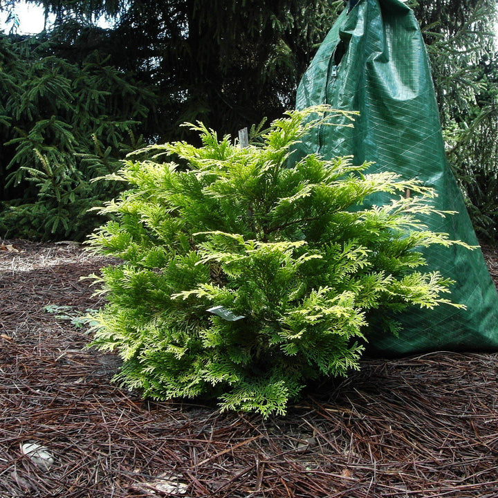 Chamaecyparis obtusa 'Crippsii' ~ Falso ciprés Hinoki dorado